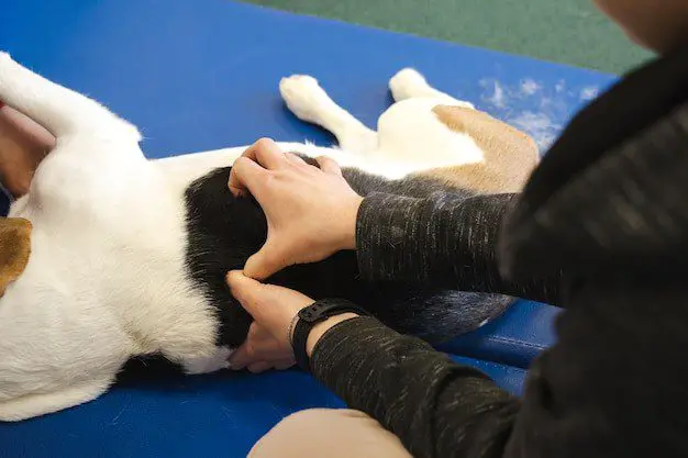 Canine Massage Therapy 1