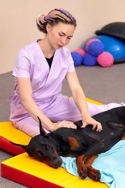 The Benefits of Canine Massage Therapy