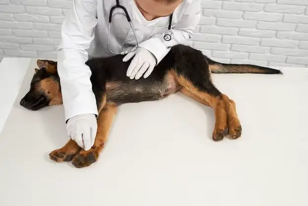 The Science of Canine Massage Therapy
